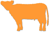 首を上げている横向きの牛のシルエットのイラスト　オレンジ