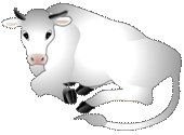 白い牛のイラスト